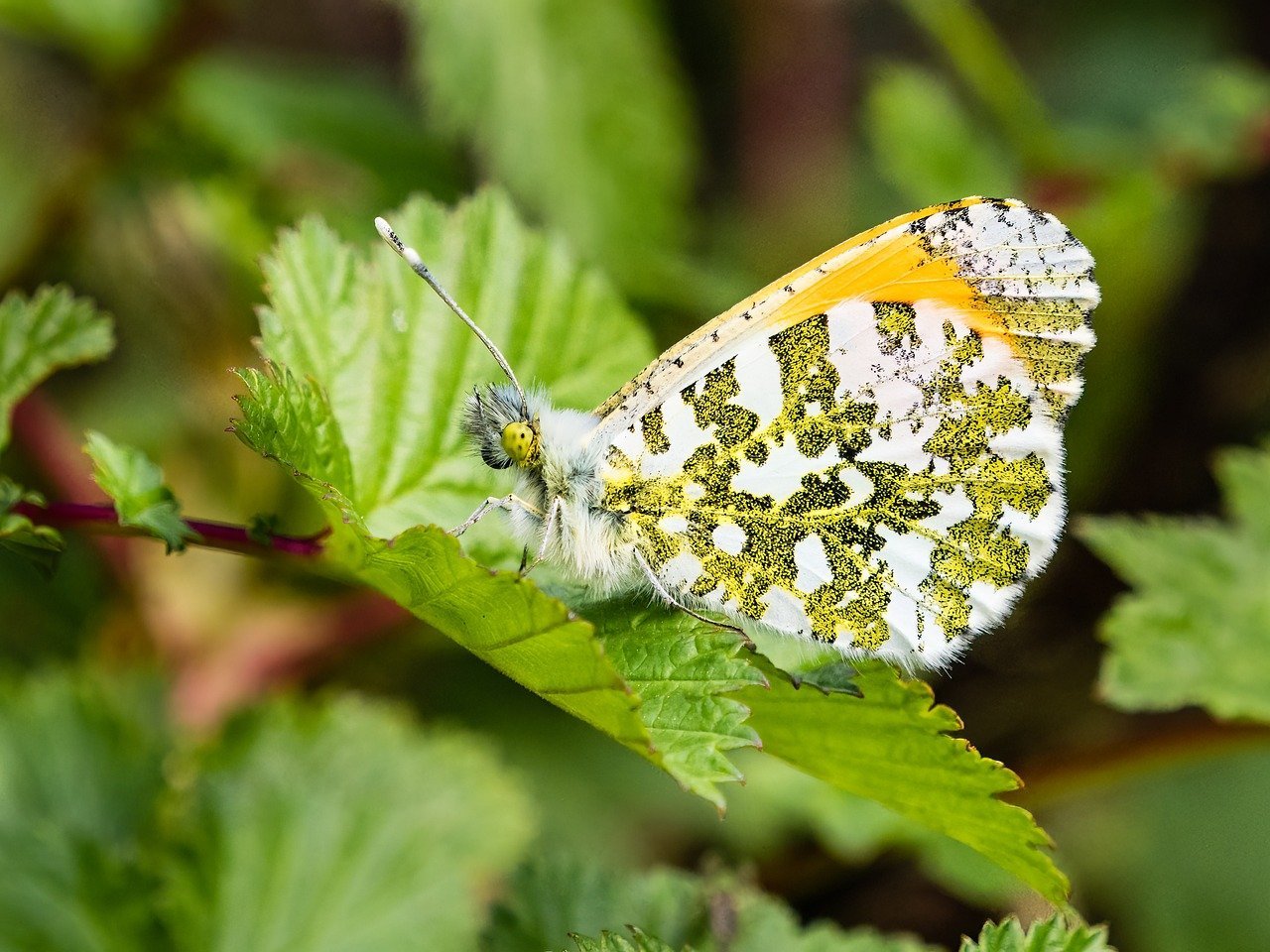 تأثير مركبات القنب (CBD وTHC) في علاج سرطان المبيض: نتائج واعدة تأثير مركبات Cannabis غير المتوقع في مكافحة سرطان المبيض: دراسة علمية
