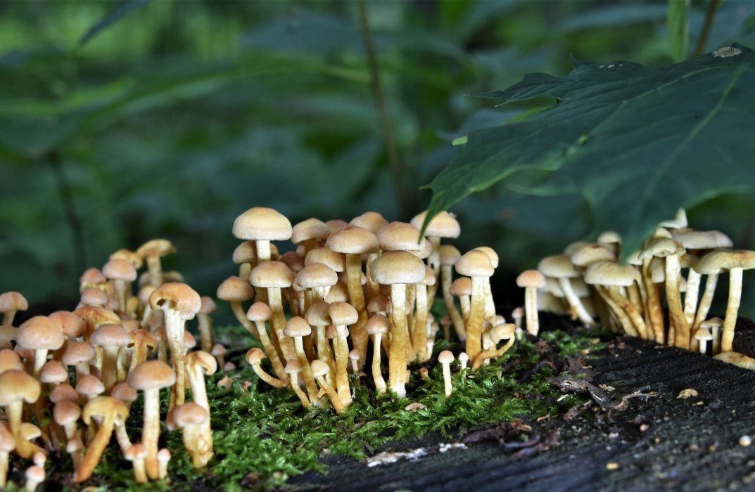 "Mycelium: Transforming Agricultural Byproducts into Cutting