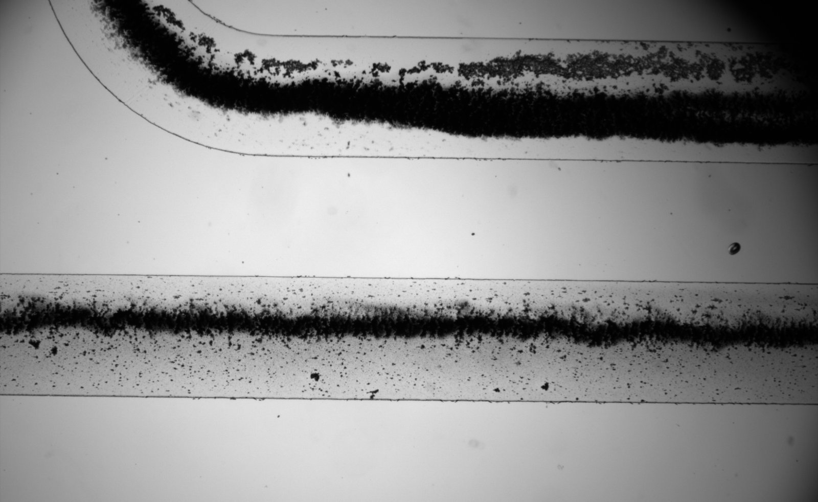 تحقيق حركة Bioinspired Microcilia باستخدام Low
