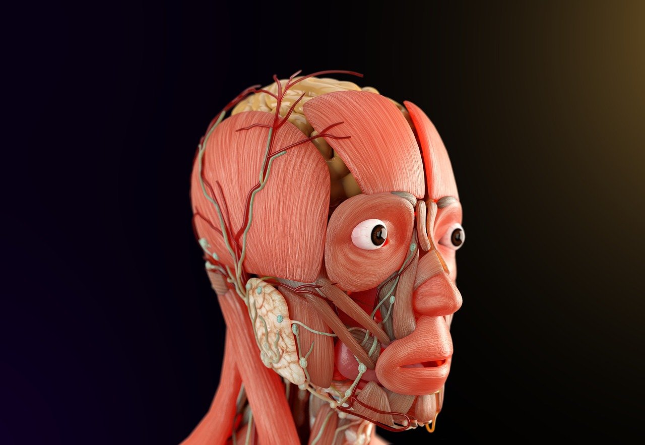 علماء يكتشفون طريقة أكثر أمانًا لاستخدام opioids في تخفيف الألم علماء يكتشفون طريقة أكثر أمانًا لاستخدام opioids في تخفيف الألم