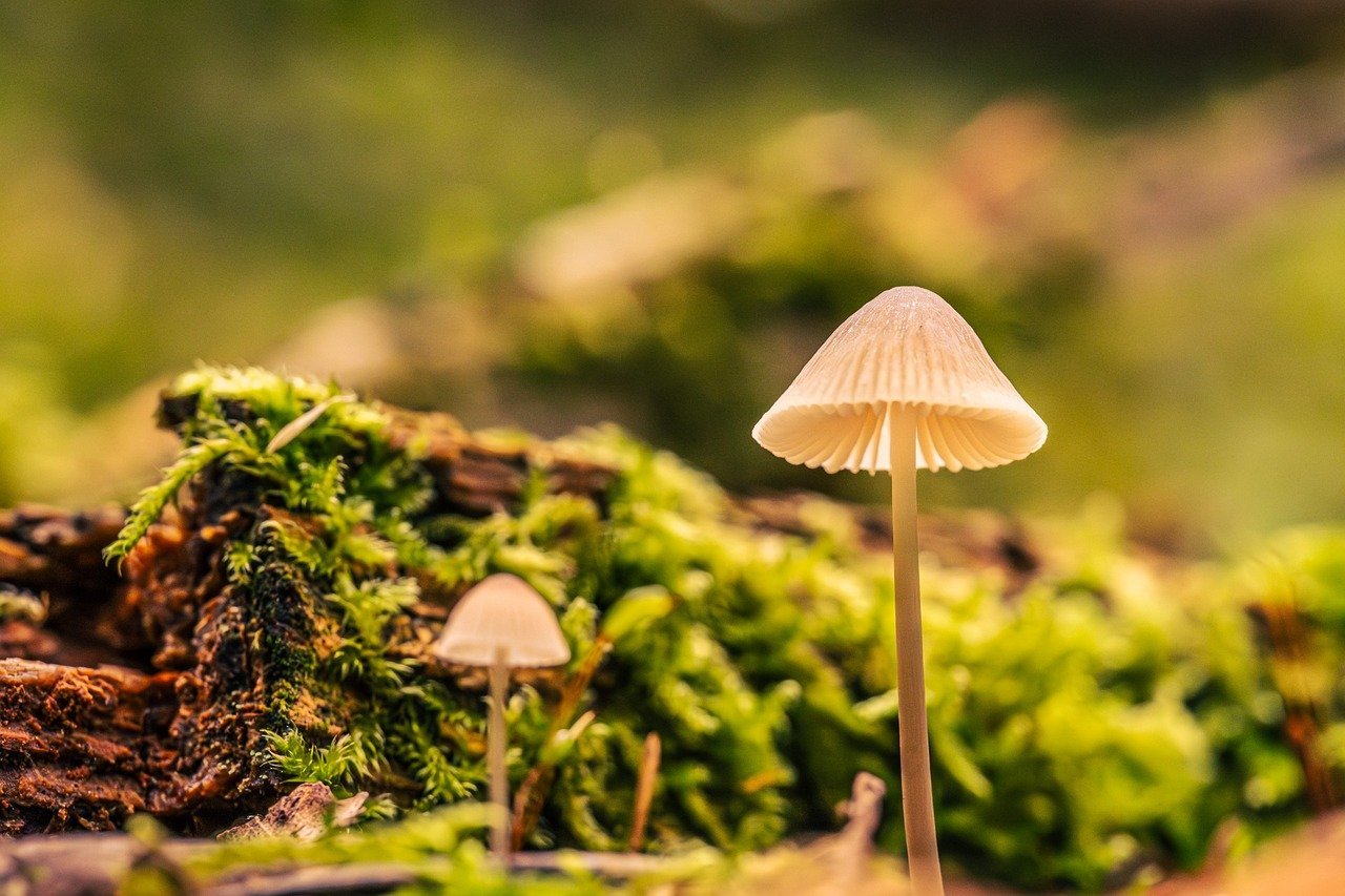 اكتشاف علمي لتعزيز قدرة الجهاز المناعي ضد السرطان باستخدام تقنيات متقدمة