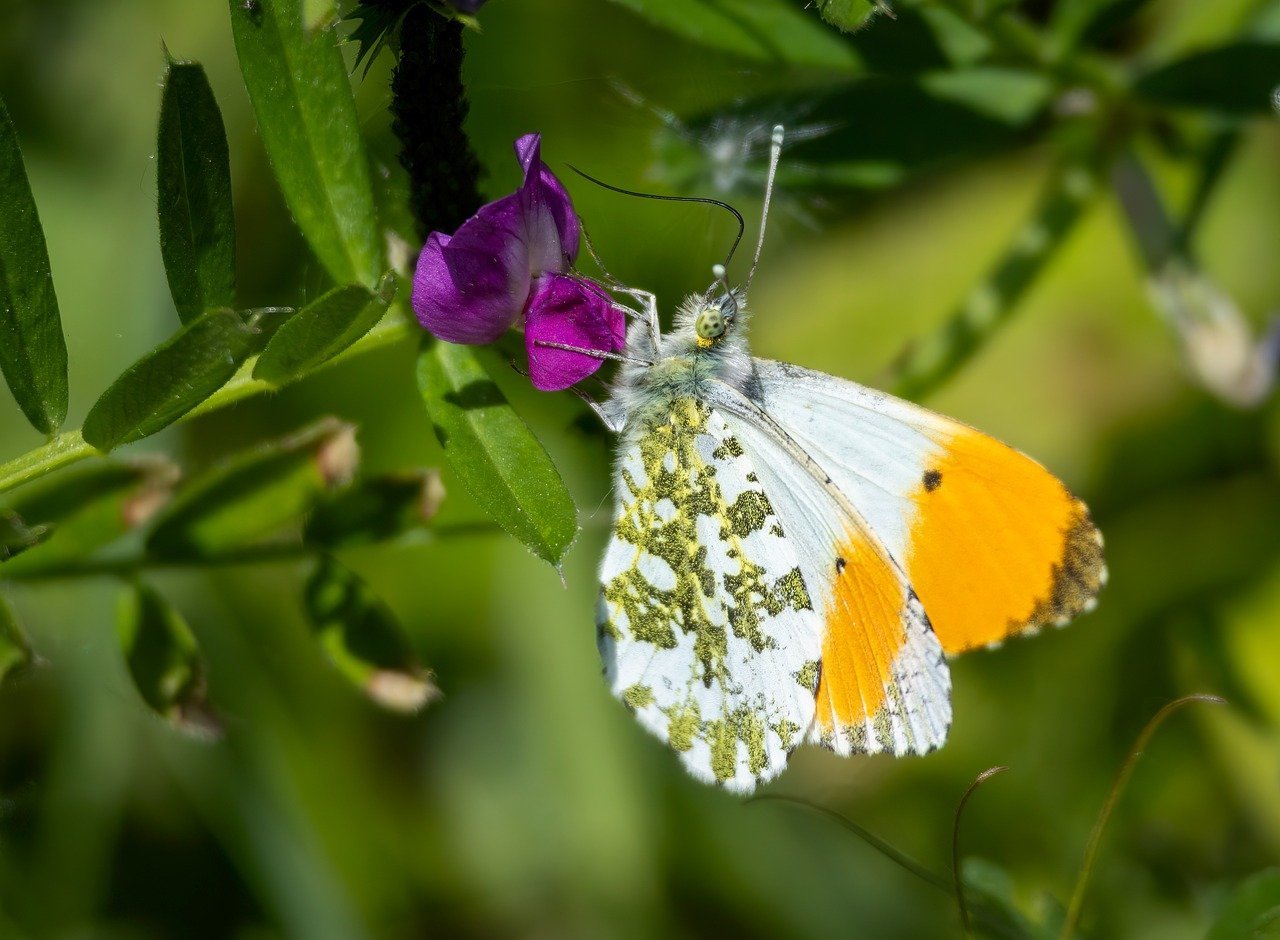 ابتكار MIT لدواء ذكي يؤكد تناولك للدواء بدقة علمية
