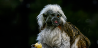 جفاف قديم يكشف أسباب اختفاء كائنات الهوبيت قبل 61,000 عام جفاف قديم محتمل تسبب في انقراض كائنات "الهوبتس" قبل 61,000 عام