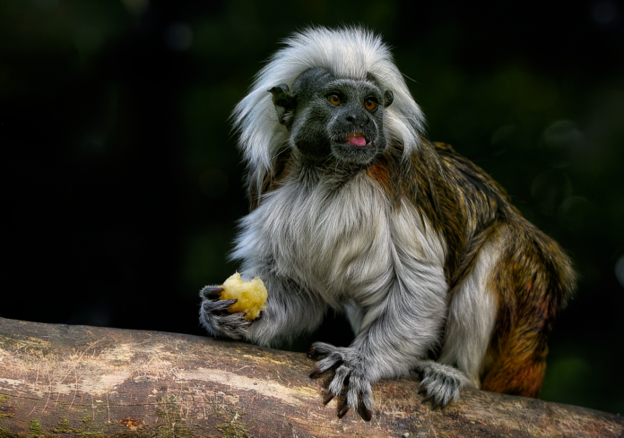 جفاف قديم محتمل تسبب في انقراض كائنات 
