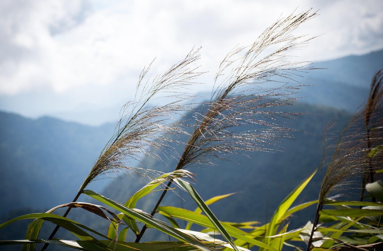 تصميم Komorebi Family Home بواسطة ConForm: دراسة هندسية ومعمارية متخصصة
