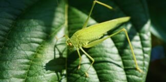 علماء يكتشفون ضعفًا جديدًا في الفطريات القاتلة بعد 11 عامًا من البحث علماء يكتشفون ضعفًا جديدًا في الفطريات القاتلة بعد 11 عامًا من البحث