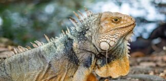 ثغرة كبيرة في المجال المغناطيسي للأرض تُغطي نصف مساحة أوروبا
