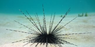 Sea Urchins تلهم تصميم جديد للمواد المعتمدة على تدفق الموائع في الأنظمة الميكانيكية Sea Urchins تلهم تصميم جديد للمواد المعتمدة على تدفق الموائع في الأنظمة الميكانيكية