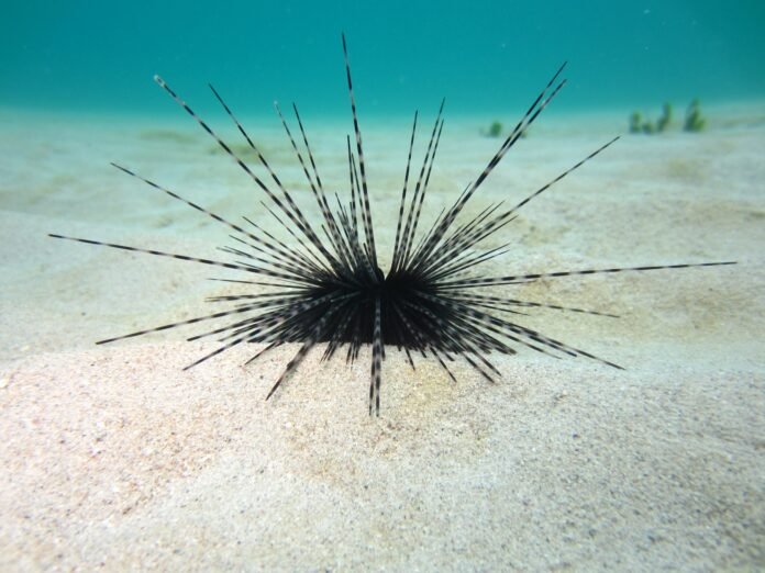Sea Urchins تلهم تصميم جديد للمواد المعتمدة على تدفق الموائع في الأنظمة الميكانيكية
