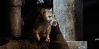 إلغاء دعم مزود الإنترنت في U.K. بعد تعطل كابلات الألياف البصرية بسبب جرذان بسبب أغطية الكابلات النباتية
