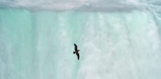 الدفع النقدي للناس لم يتسبب بزيادة الإصابات أو الوفيات
