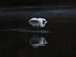 اكتشاف Scientists مفتاح إيقاف البكتيريا وتأثيره المحتمل على مكافحة superbugs
