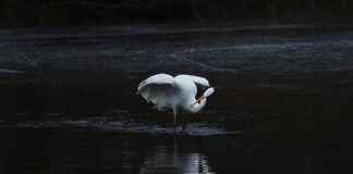 اكتشاف Scientists مفتاح إيقاف البكتيريا وتأثيره المحتمل على مكافحة superbugs
