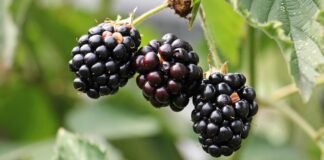 دراسة تكشف عن وجود Microplastics في 90% من أورام سرطان البروستات دراسة تكشف وجود Microplastics في 90% من أورام سرطان البروستات