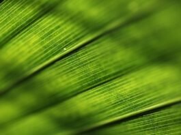 خطة جريئة جديدة قد تمهد لعلاج نوع 1 من مرض السكري
