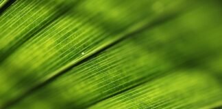 خطة جريئة جديدة قد تمهد لعلاج نوع 1 من مرض السكري
