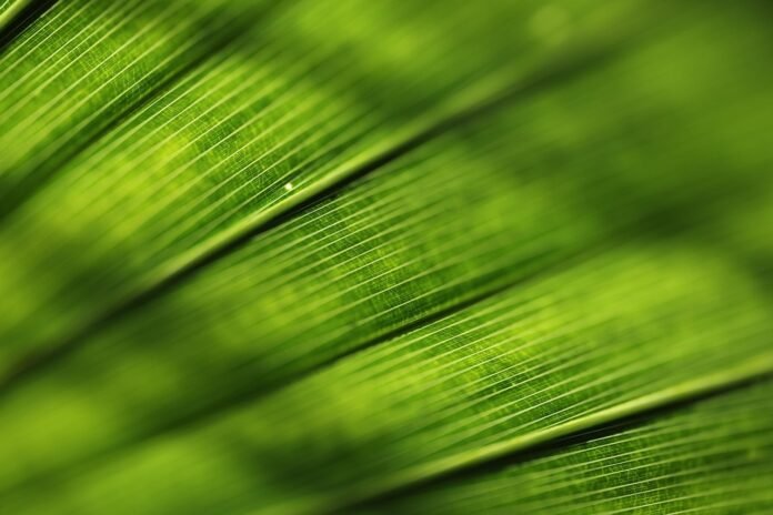 خطة جريئة جديدة قد تمهد لعلاج نوع 1 من مرض السكري
