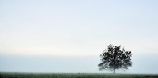 تحليل تصميم Ramand Mixed تحليل تصميم Ramand Mixed