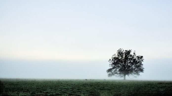 تحليل تصميم Ramand Mixed
