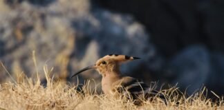 سرعة تعافي الحياة بعد اصطدام كويكب Chicxulub وانقراض الديناصورات تعافي الحياة بسرعة مذهلة بعد ارتطام الكويكب الذي قضى على الديناصورات