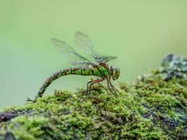 اكتشاف iron nanomaterial جديد يستهدف خلايا السرطان دون الإضرار بالأنسجة السليمة
