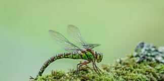 اكتشاف iron nanomaterial جديد يستهدف خلايا السرطان دون الإضرار بالأنسجة السليمة
