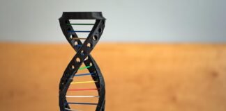 التدريب المكثف وتأثيره المحتمل على إعادة تشكيل gut bacteria في الجهاز الهضمي
