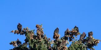 انفجار نيزكي ضخم في بحر الشمال يسبب تسونامي ارتفاعه 330 قدمًا انفجار نيزكي ضخم في بحر الشمال يسبب تسونامي ارتفاعه 330 قدمًا