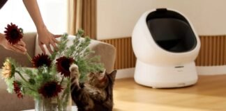 كيف تستخدم Petlibro تقنيات الذكاء الاصطناعي للكشف المبكر عن مشاكل صحة القطط كيف تستخدم Petlibro تقنيات الذكاء الاصطناعي للكشف المبكر عن مشاكل صحة القطط