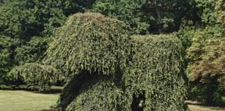 ظاهرة شجرة Elephant Tree في Potsdam بألمانيا بين الطبيعة والثقافة
