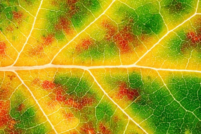 Leaftronics: استغلال Leaf Veins لتصميم إلكترونيات منخفضة الهدر في التطبيقات الميكانيكية
