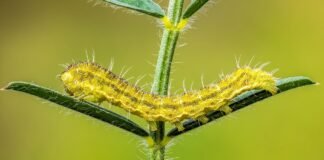 ملايين الأشخاص يبدأون العمل مبكرًا.. هذا الدواء يساعدهم على البقاء يقظين
