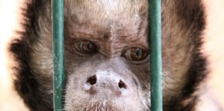 تشكل قارات الأرض المستقرة عبر حرارة 900°C في عملية Forged in fire
