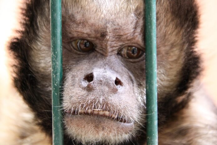 تشكل قارات الأرض المستقرة عبر حرارة 900°C في عملية Forged in fire
