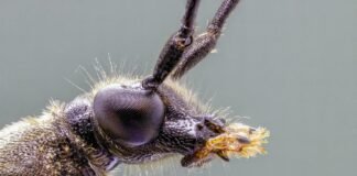 اكتشاف مناطق Celtic curse في اسكتلندا وأيرلندا مع 1 من كل 54 معرض للخطر اكتشاف مناطق "Celtic curse" في اسكتلندا وأيرلندا مع 1 من كل 54 معرض للخطر