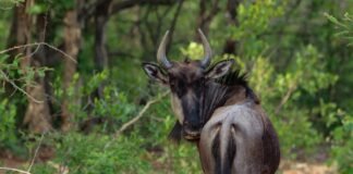 اكتشاف حديث يكشف أن انفصال إفريقيا عن بعضها أقرب مما كان متوقعًا
