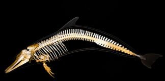 علماء يطورون لقاح رش أنفي عالمي يحمي من COVID والإنفلونزا والالتهاب الرئوي علماء يطورون لقاح رش أنفي عالمي يحمي من COVID والإنفلونزا والالتهاب الرئوي