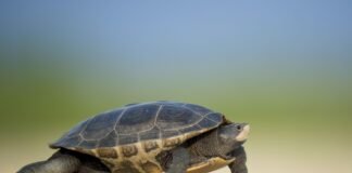 علاج Deafness بعلاج حقنة واحدة يعيد السمع خلال أسابيع فقط
